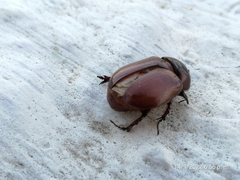 Pentodontini