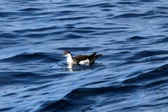 Puffinus lherminieri