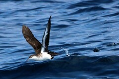Puffinus lherminieri