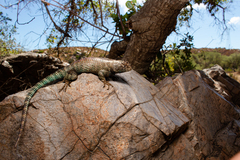 Sceloporus orcutti