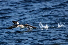 Puffinus lherminieri