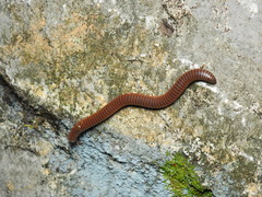 Orthoporus