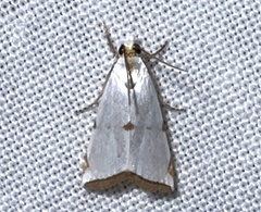 Argyria lacteella