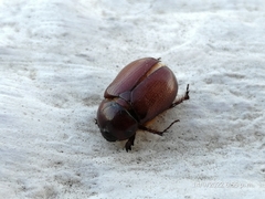 Pentodontini