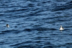 Puffinus lherminieri