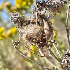 Peucetia viridans