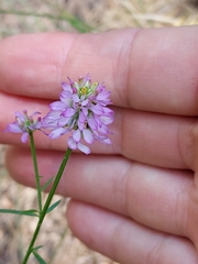 Polygala curtissii