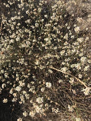 Eriogonum nudum