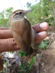 Uropsila leucogastra