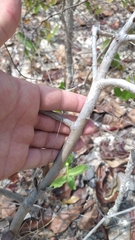 Psidium australe