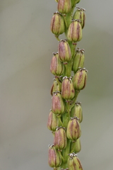 Triglochin maritima