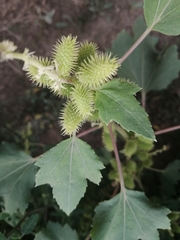 Xanthium strumarium