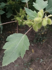 Xanthium strumarium