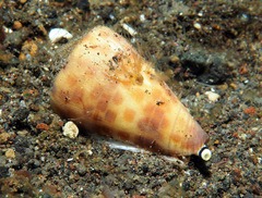 Conus tessulatus