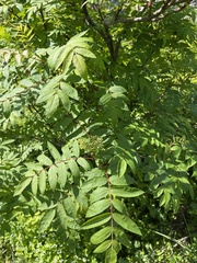 Sorbus decora