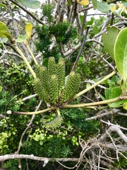 Cussonia thyrsiflora
