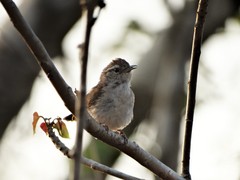 Uropsila leucogastra