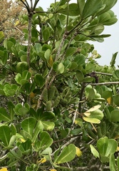 Cussonia thyrsiflora