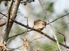 Uropsila leucogastra