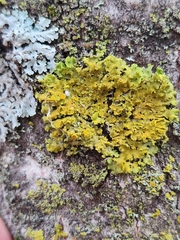 Xanthomendoza ulophyllodes