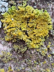 Xanthomendoza ulophyllodes