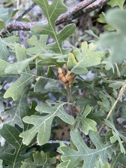 Xanthoteras eburneum