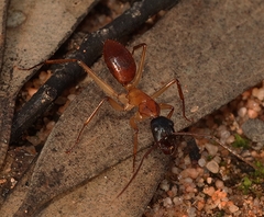 Camponotus nigriceps
