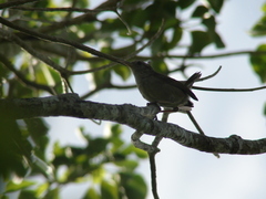 Uropsila leucogastra