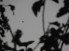 Nannopterum brasilianum