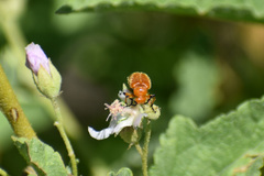 Tetraonyx frontalis