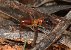 Camponotus nigriceps