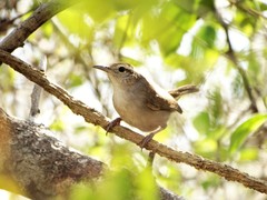 Uropsila leucogastra