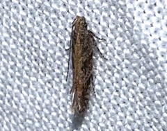 Aristotelia rubidella