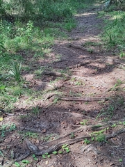 Coluber constrictor priapus