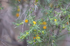 Enchylaena tomentosa