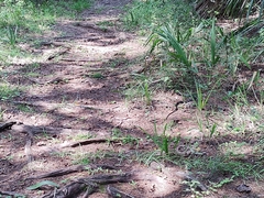 Coluber constrictor priapus