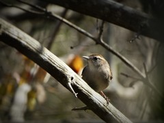 Uropsila leucogastra