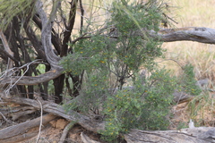 Enchylaena tomentosa