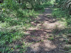 Coluber constrictor priapus