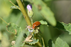 Tetraonyx frontalis