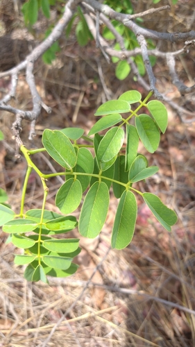 Andira cordata observed 2022-09-23
