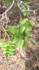 Andira cordata