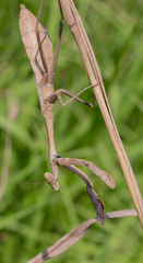 Stagmomantis carolina