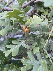 Xanthoteras eburneum