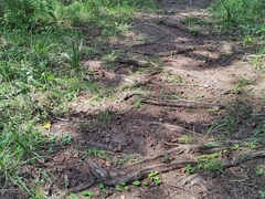 Coluber constrictor priapus