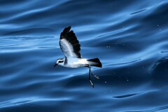 Pelagodroma marina