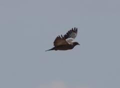 Patagioenas maculosa