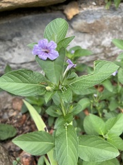 Ruellia strepens