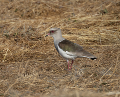 Vanellus resplendens