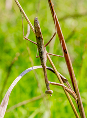 Stagmomantis carolina